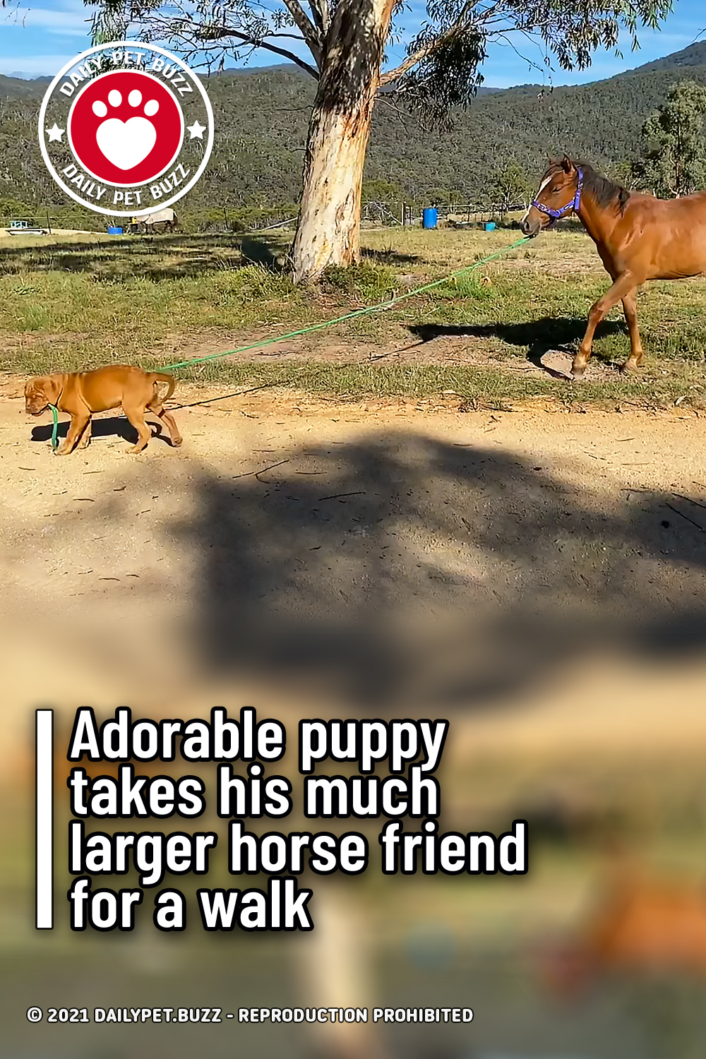 Adorable puppy takes his much larger horse friend for a walk