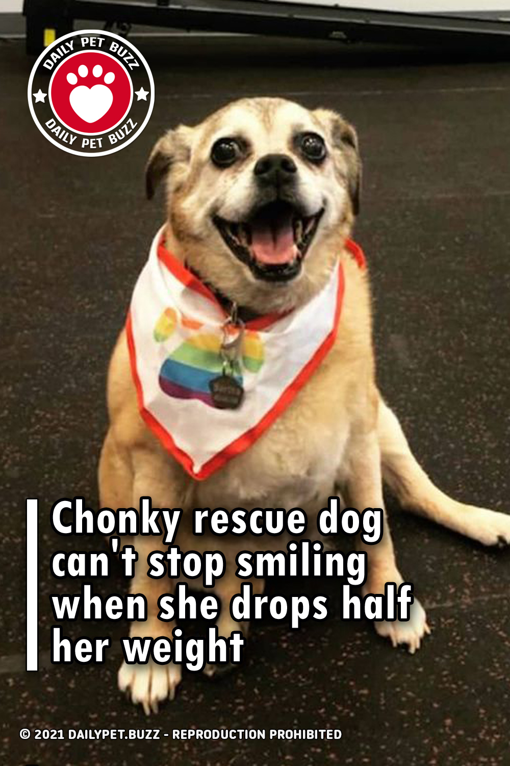 Chonky rescue dog can\'t stop smiling when she drops half her weight