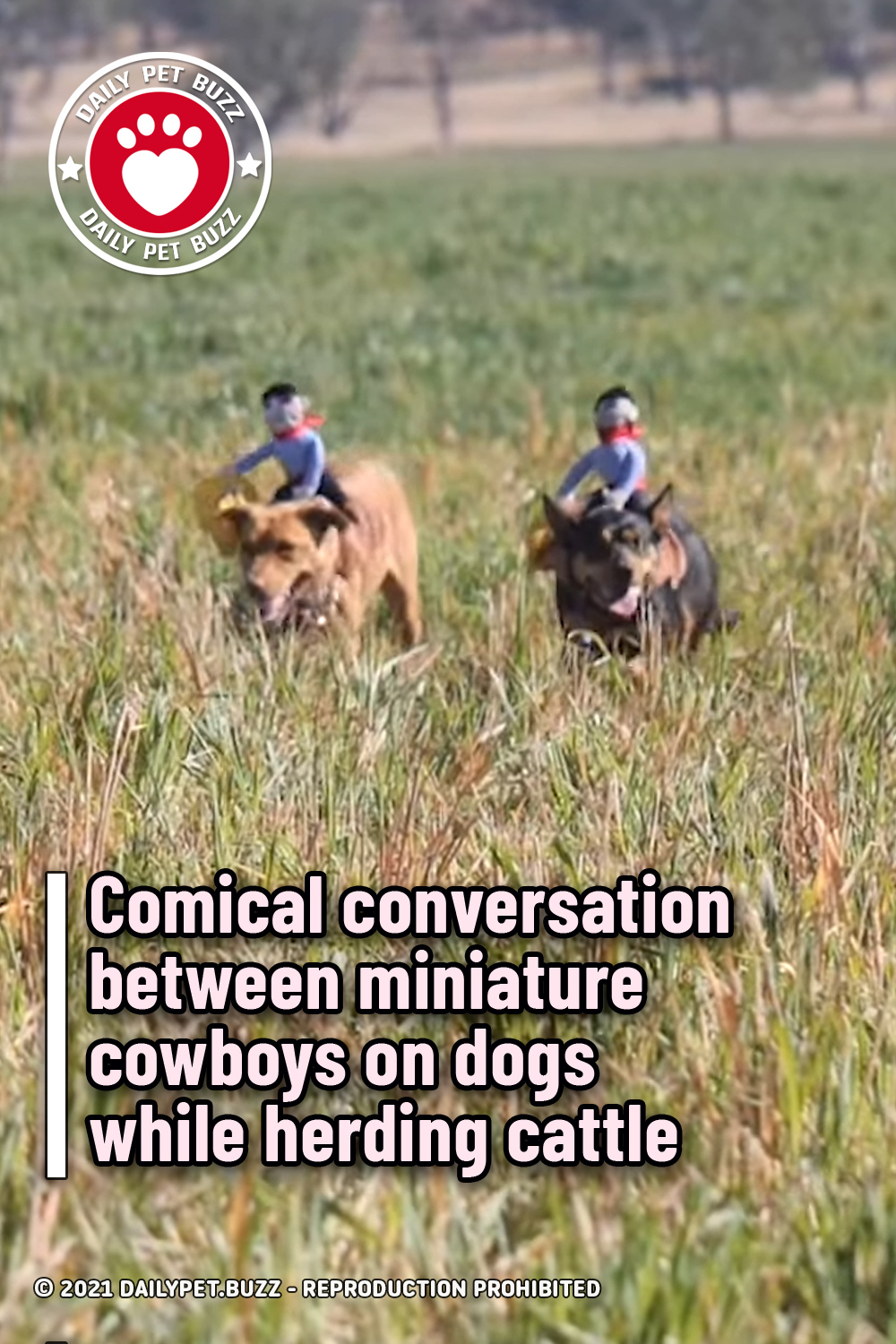 Comical conversation between miniature cowboys on dogs while herding cattle