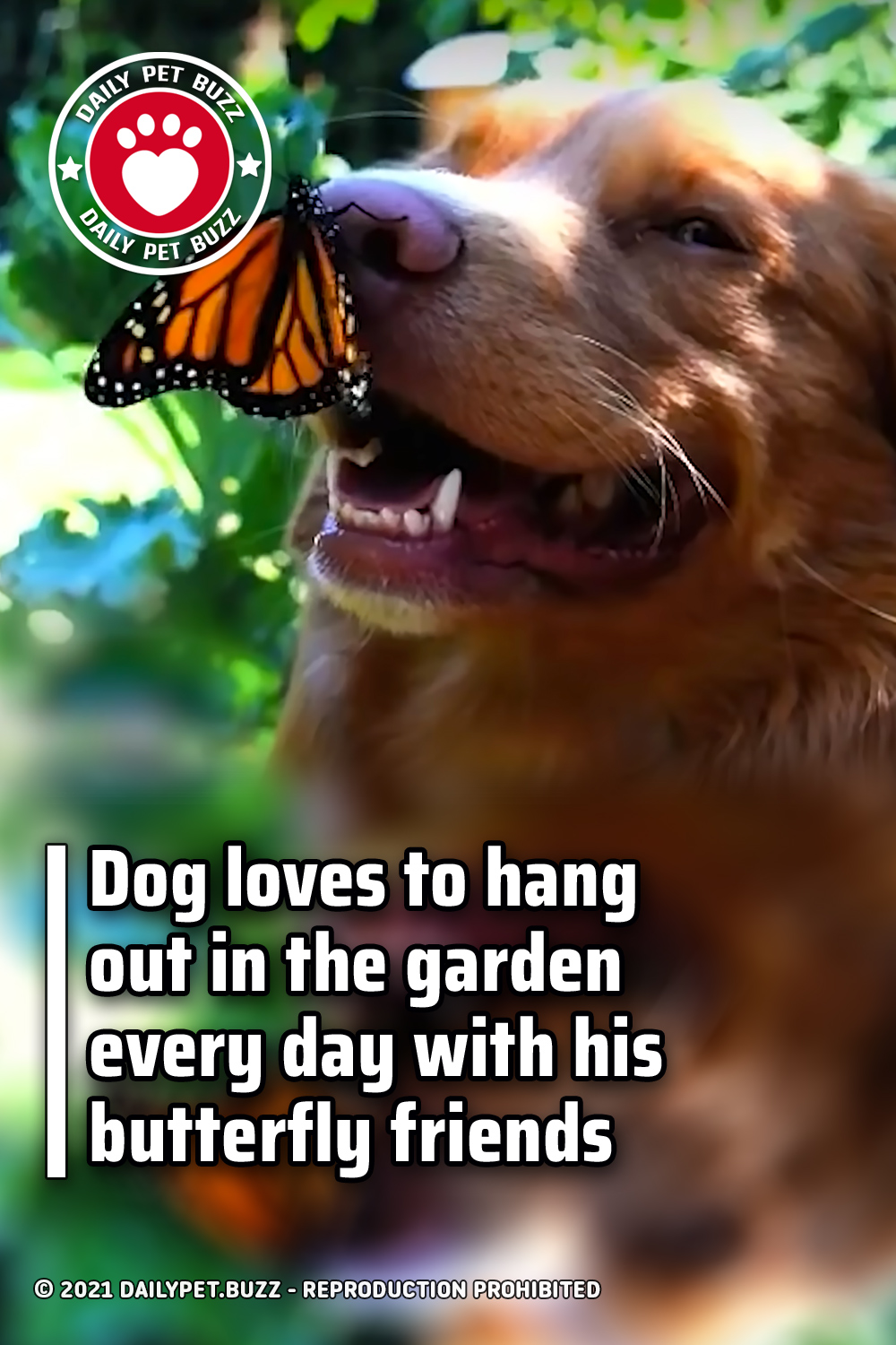 Dog loves to hang out in the garden every day with his butterfly friends