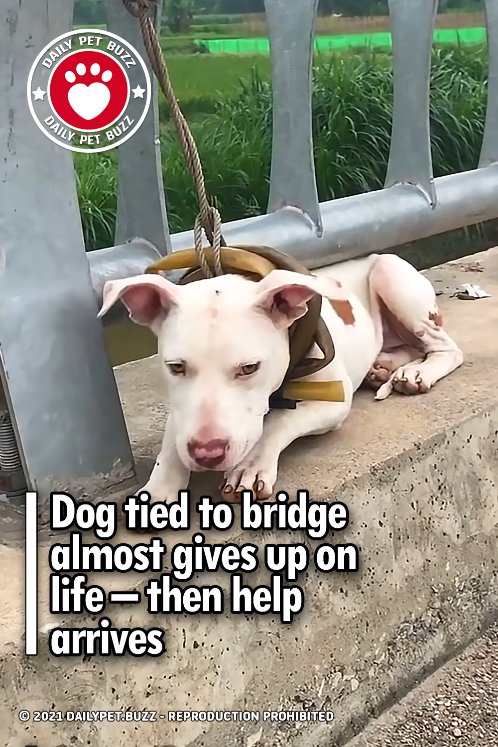 Dog tied to bridge almost gives up on life – then help arrives