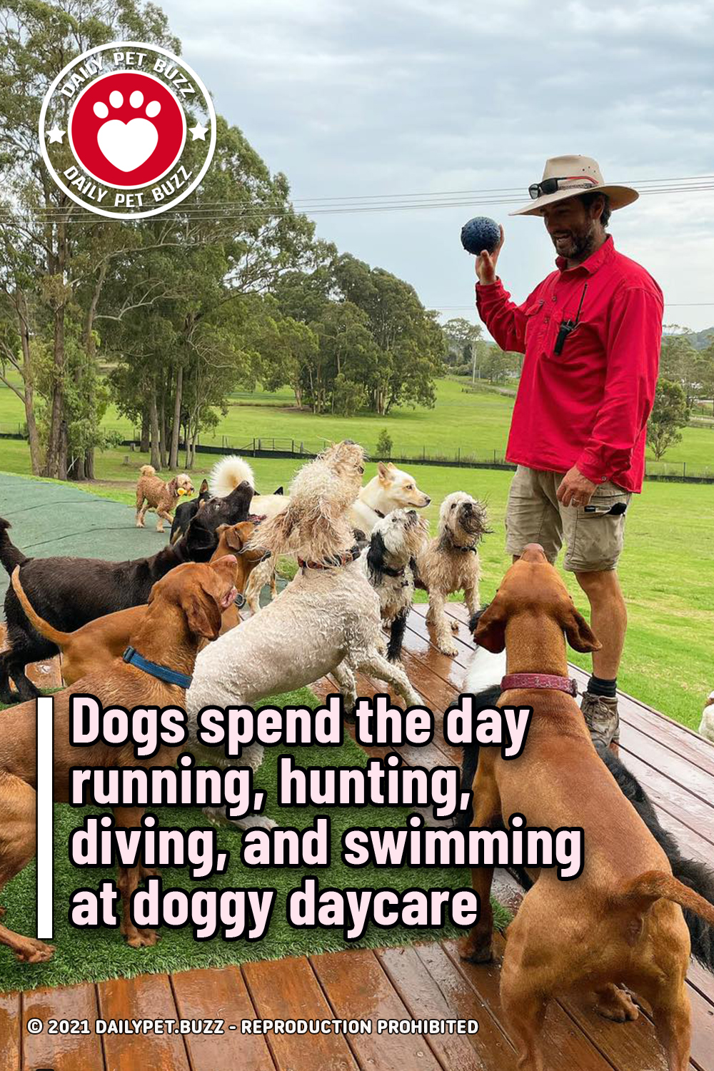 Dogs spend the day running, hunting, diving, and swimming at doggy daycare