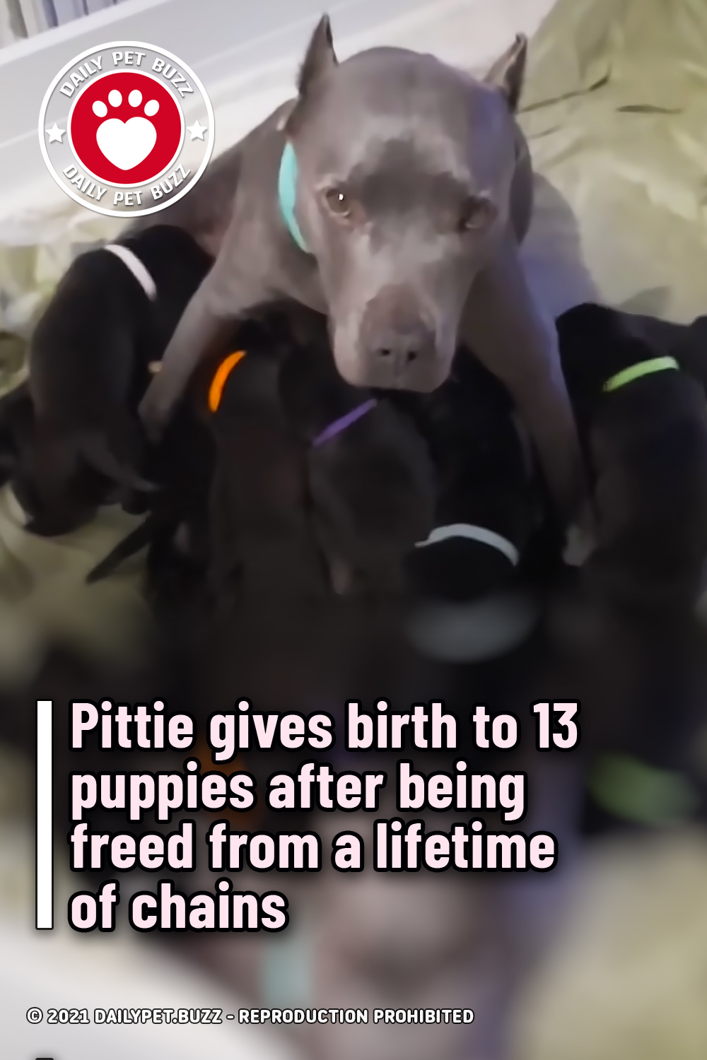 Pittie gives birth to 13 puppies after being freed from a lifetime of chains