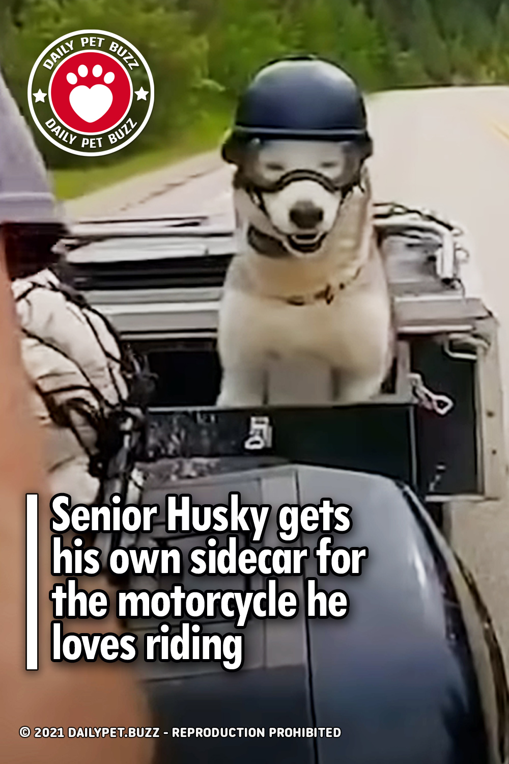 Senior Husky gets his own sidecar for the motorcycle he loves riding