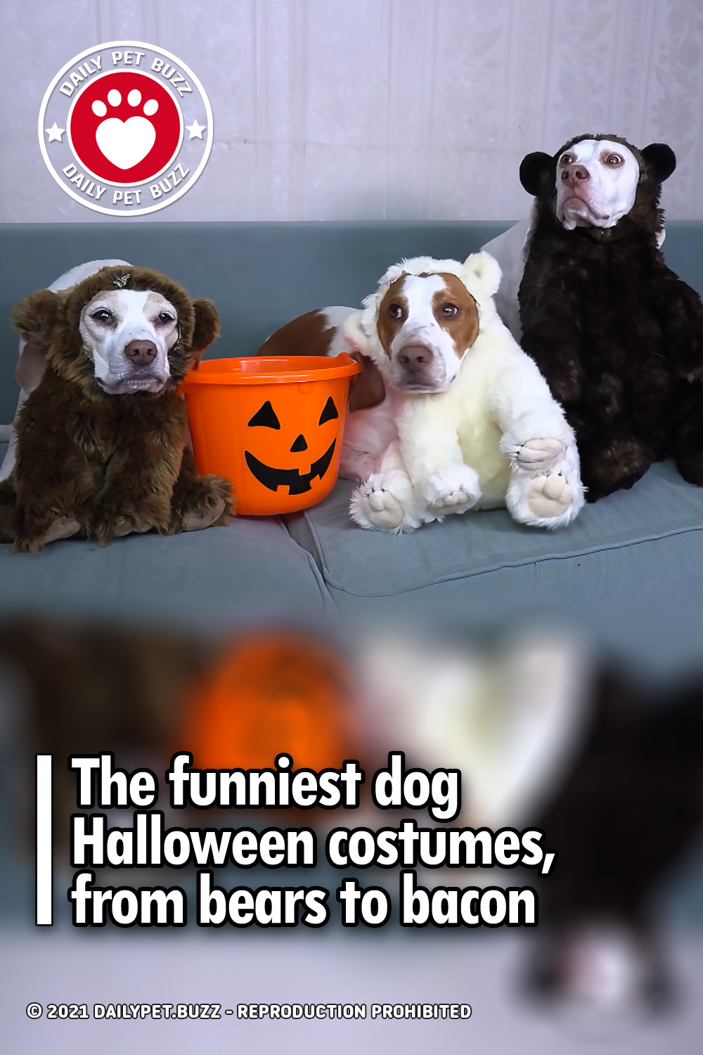 The funniest dog Halloween costumes, from bears to bacon