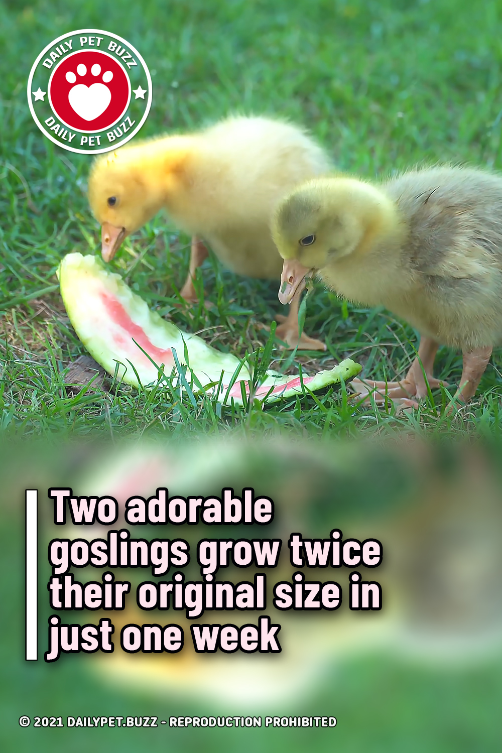 Two adorable goslings grow twice their original size in just one week