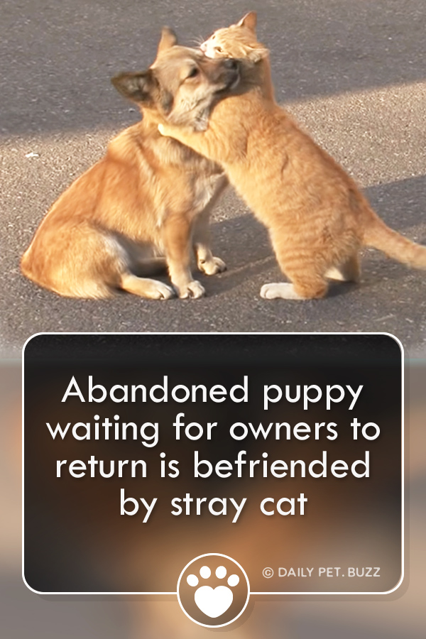 Abandoned puppy waiting for owners to return is befriended by stray cat