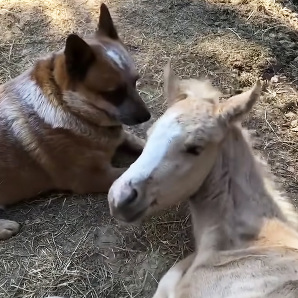 Dog and foal 