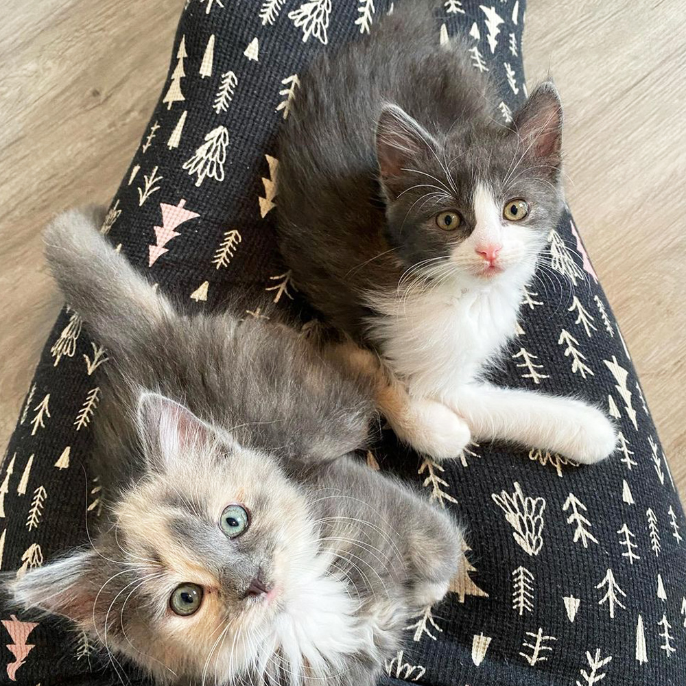 Orphaned kittens