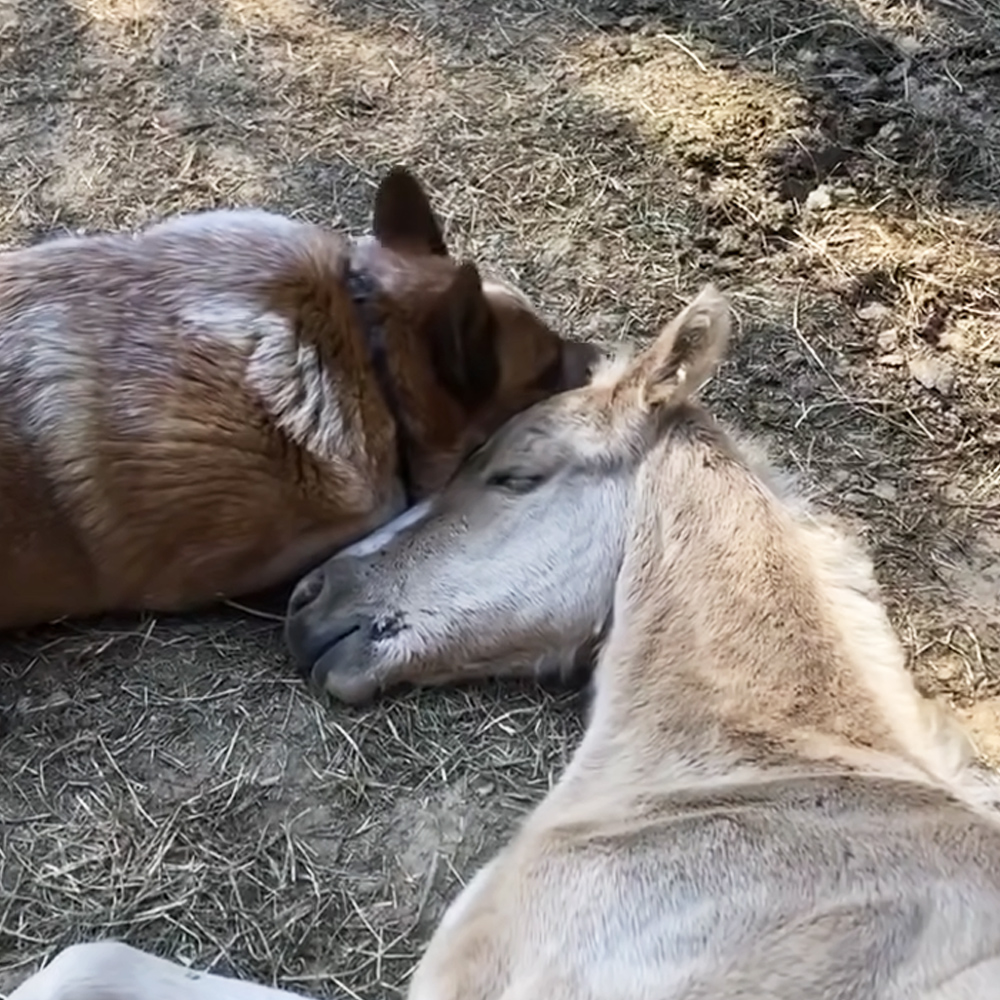 Dog and foal