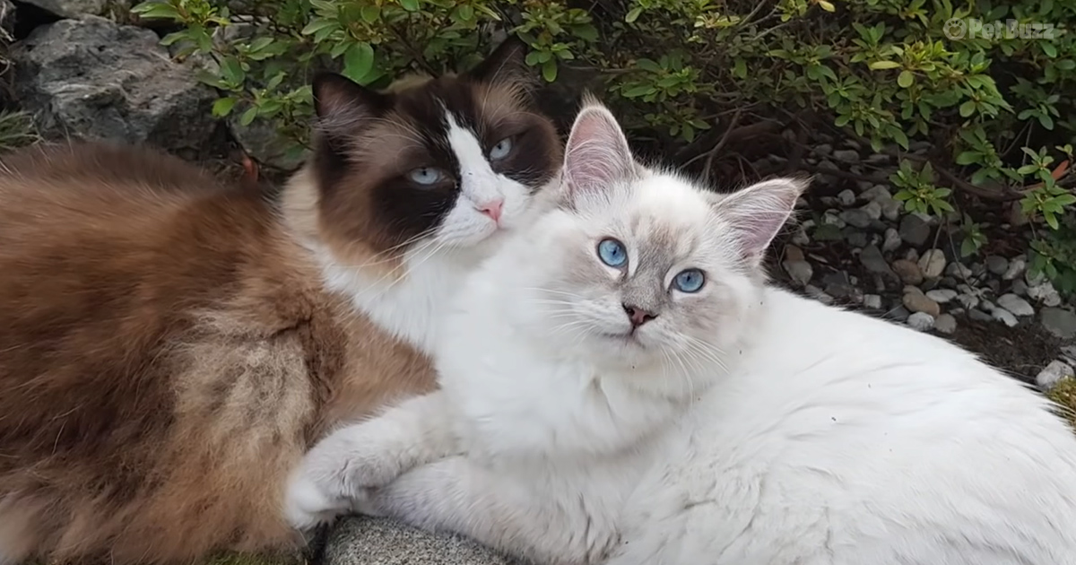 Two adorable cats