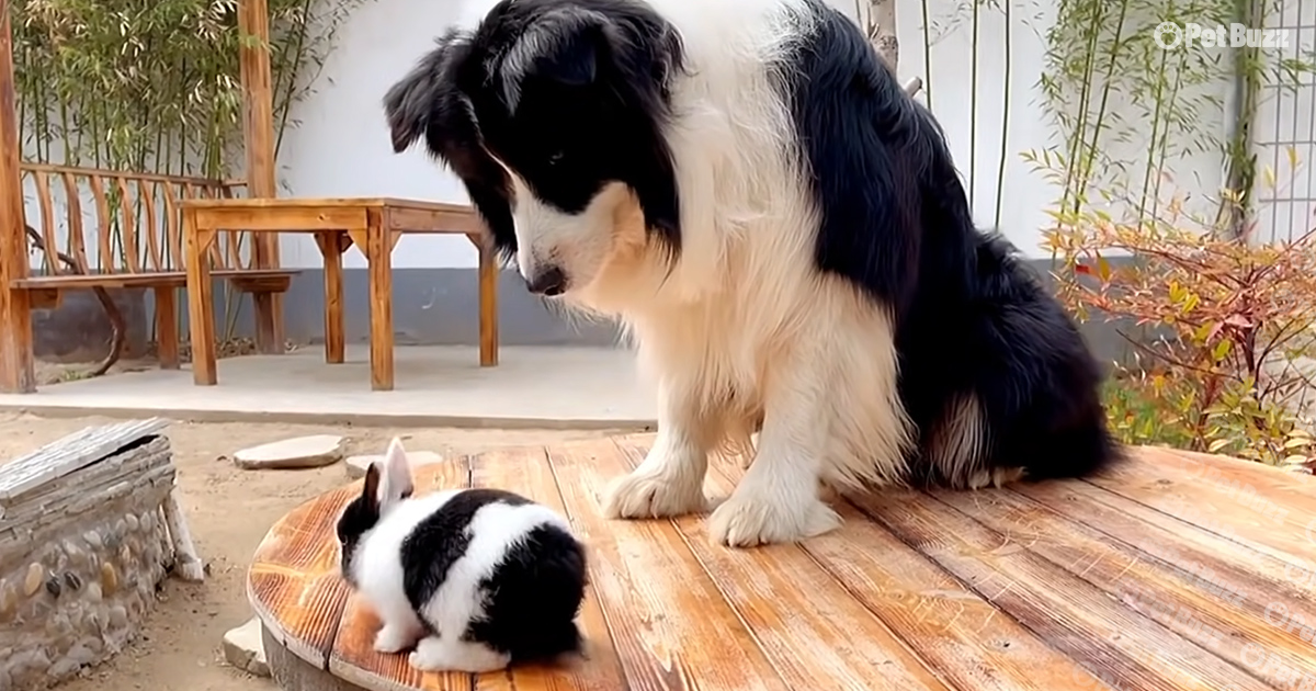 Border Collie and bunny