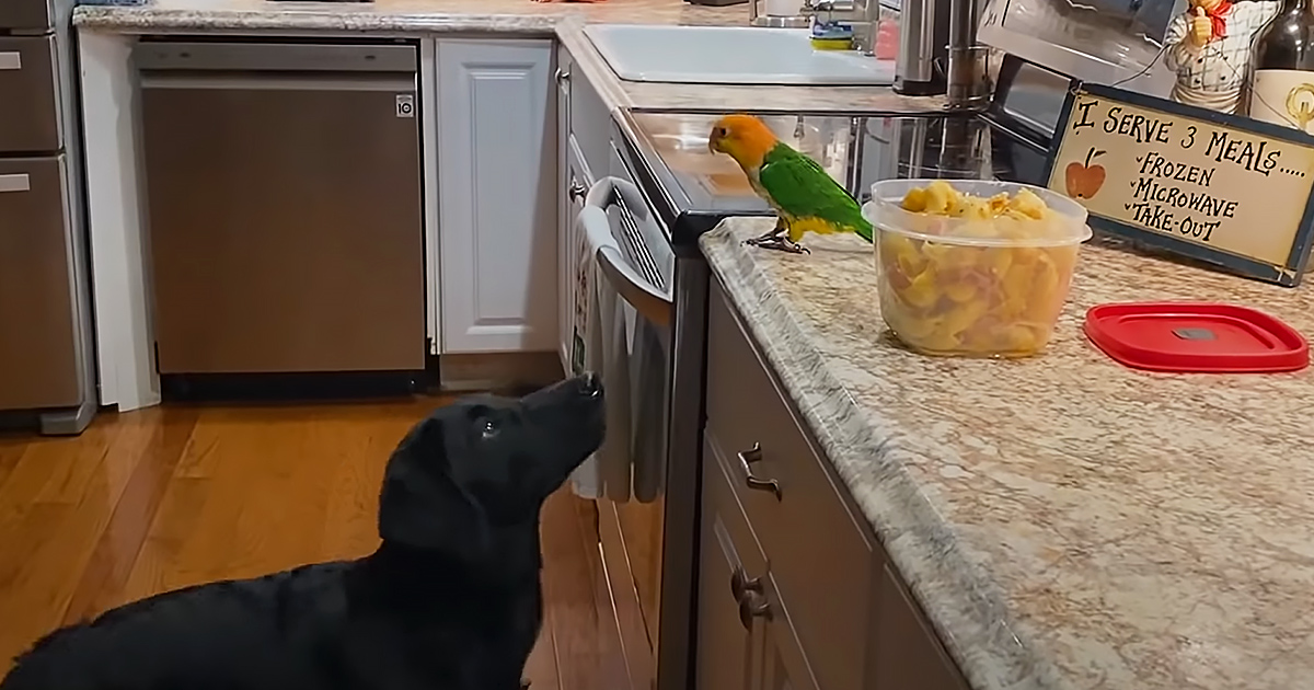 Parrot and puppy