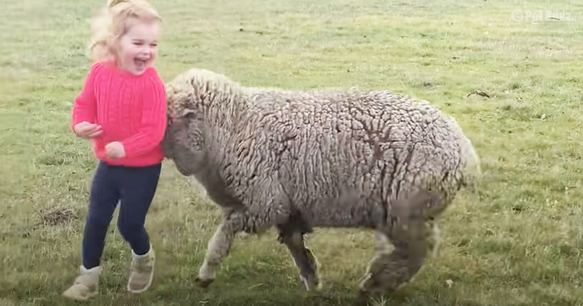 Orphaned lamb and toddler