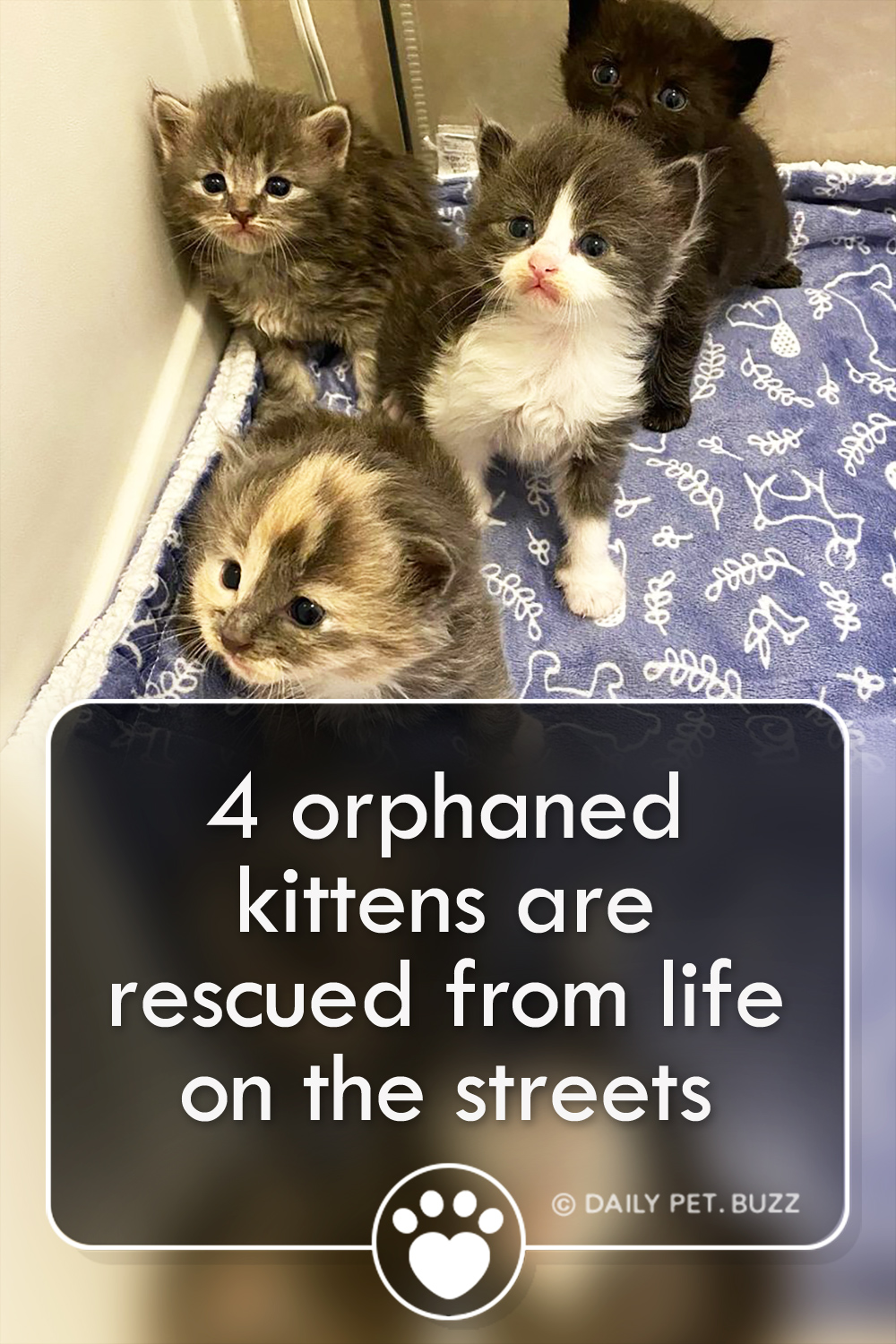 4 orphaned kittens are rescued from life on the streets