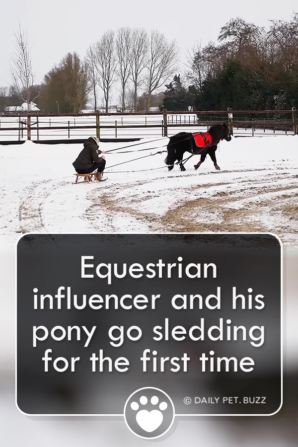 Equestrian influencer and his pony go sledding for the first time