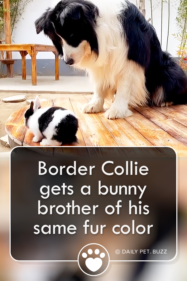 Border Collie gets a bunny brother of his same fur color