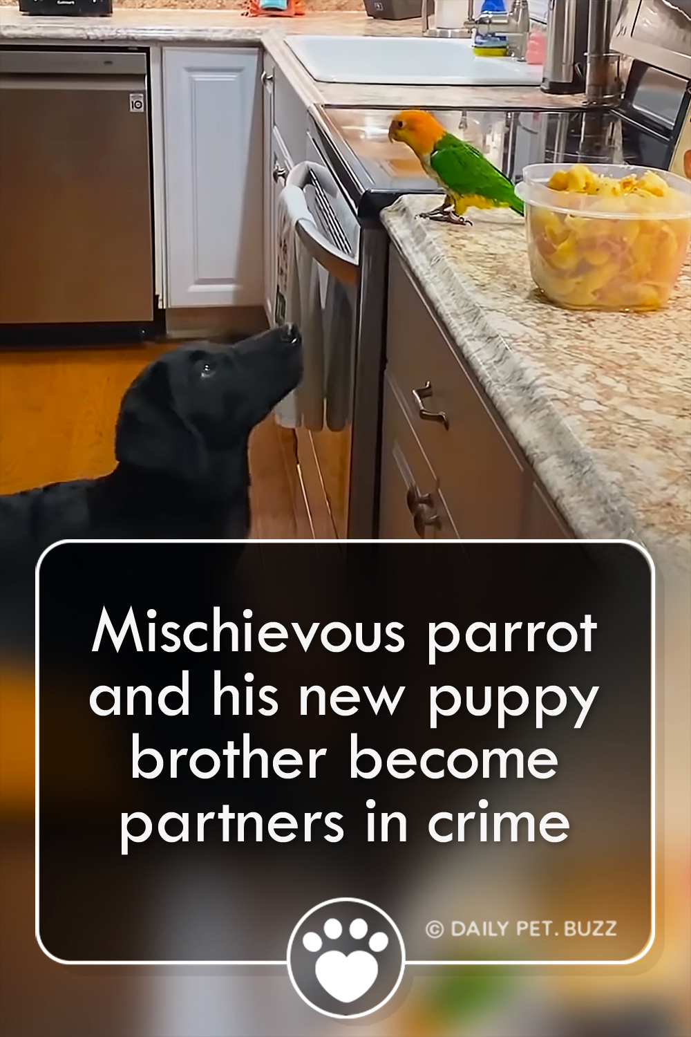 Mischievous parrot and his new puppy brother become partners in crime