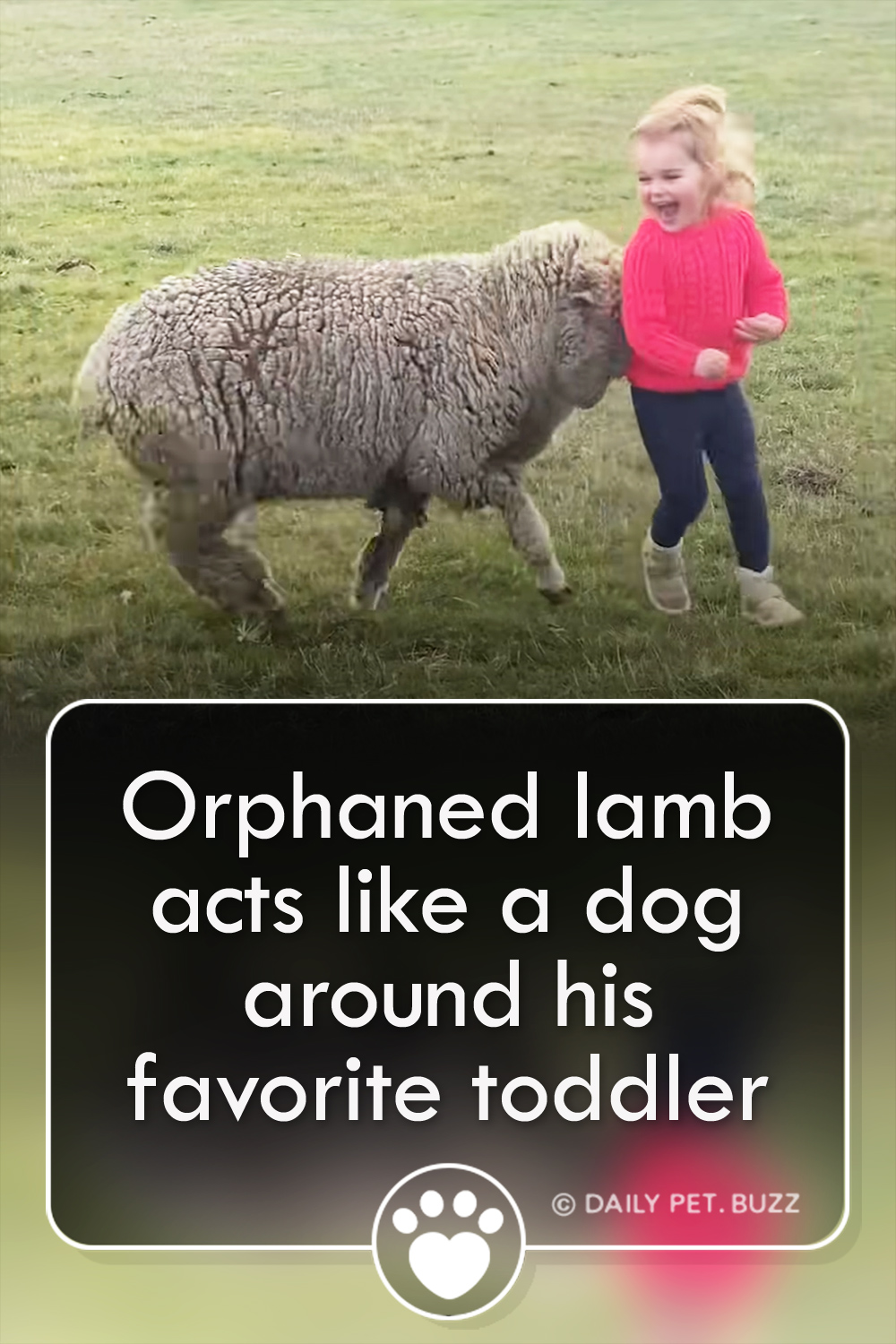 Orphaned lamb acts like a dog around his favorite toddler