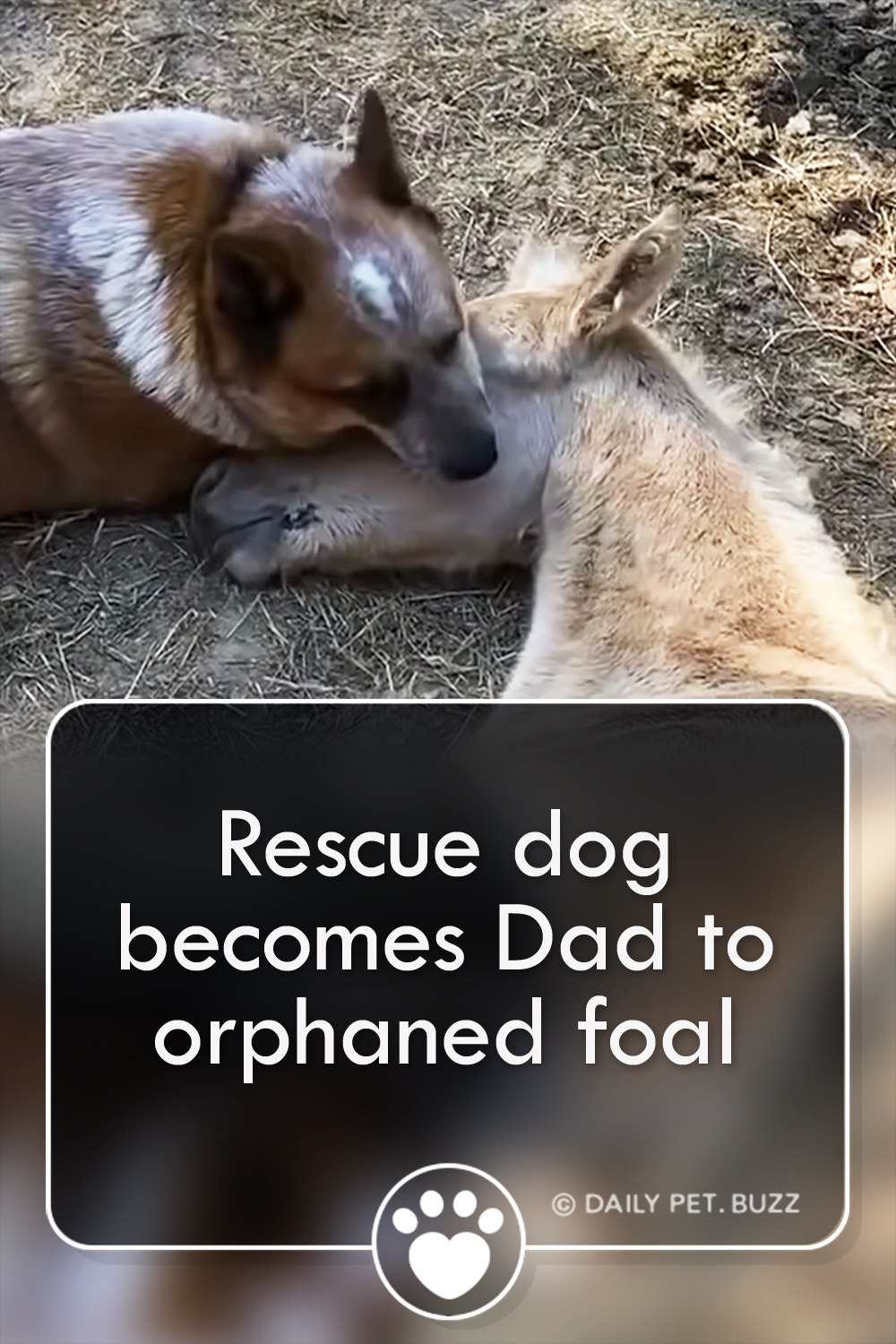 Rescue dog becomes Dad to orphaned foal