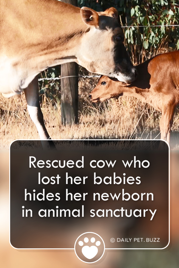 Rescued cow who lost her babies hides her newborn in animal sanctuary
