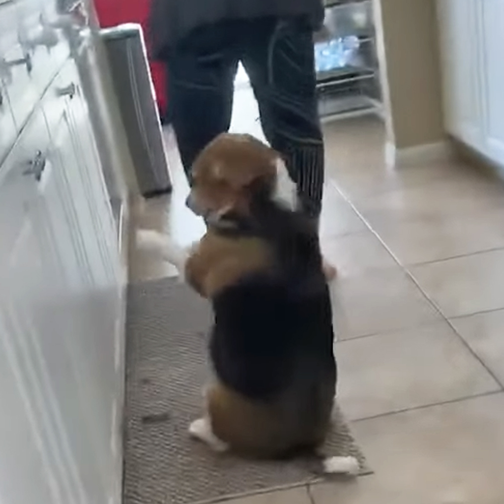 Dog dancing with owner