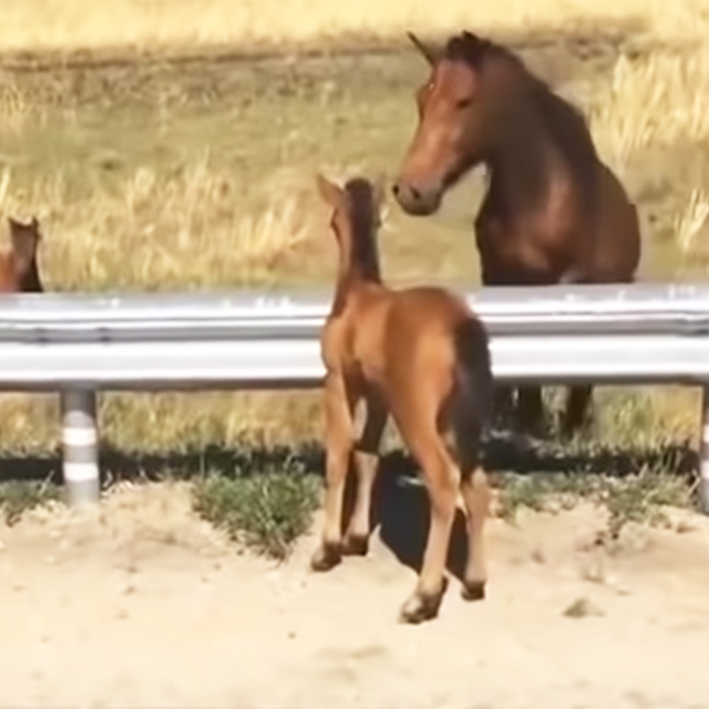 Foal with mom