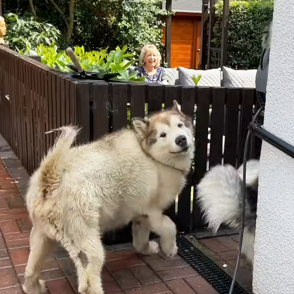 Adorable Dogs