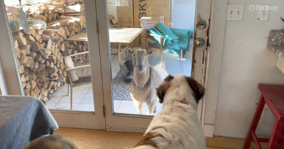 Dog and Goat