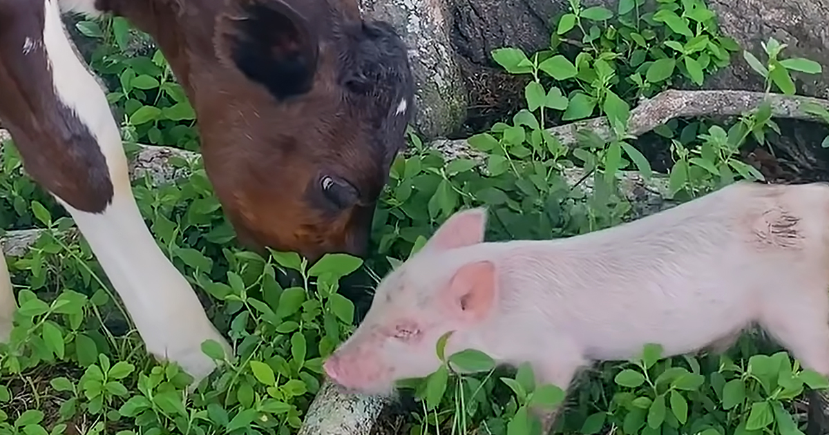 Piglet and baby cow