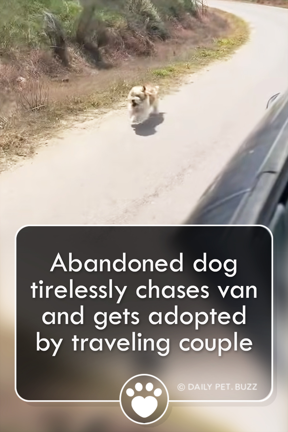 Abandoned dog tirelessly chases van and gets adopted by traveling couple