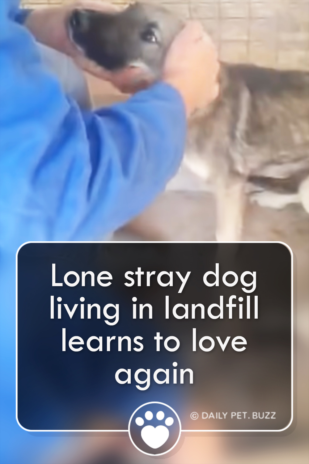 Lone stray dog living in landfill learns to love again
