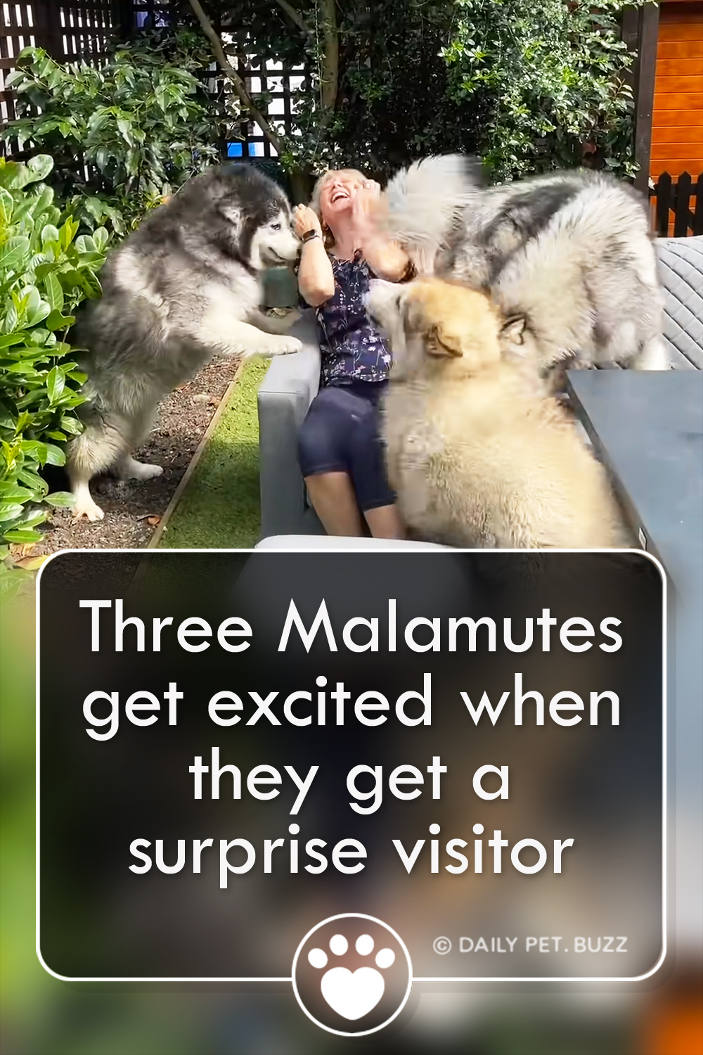 Three Malamutes get excited when they get a surprise visitor