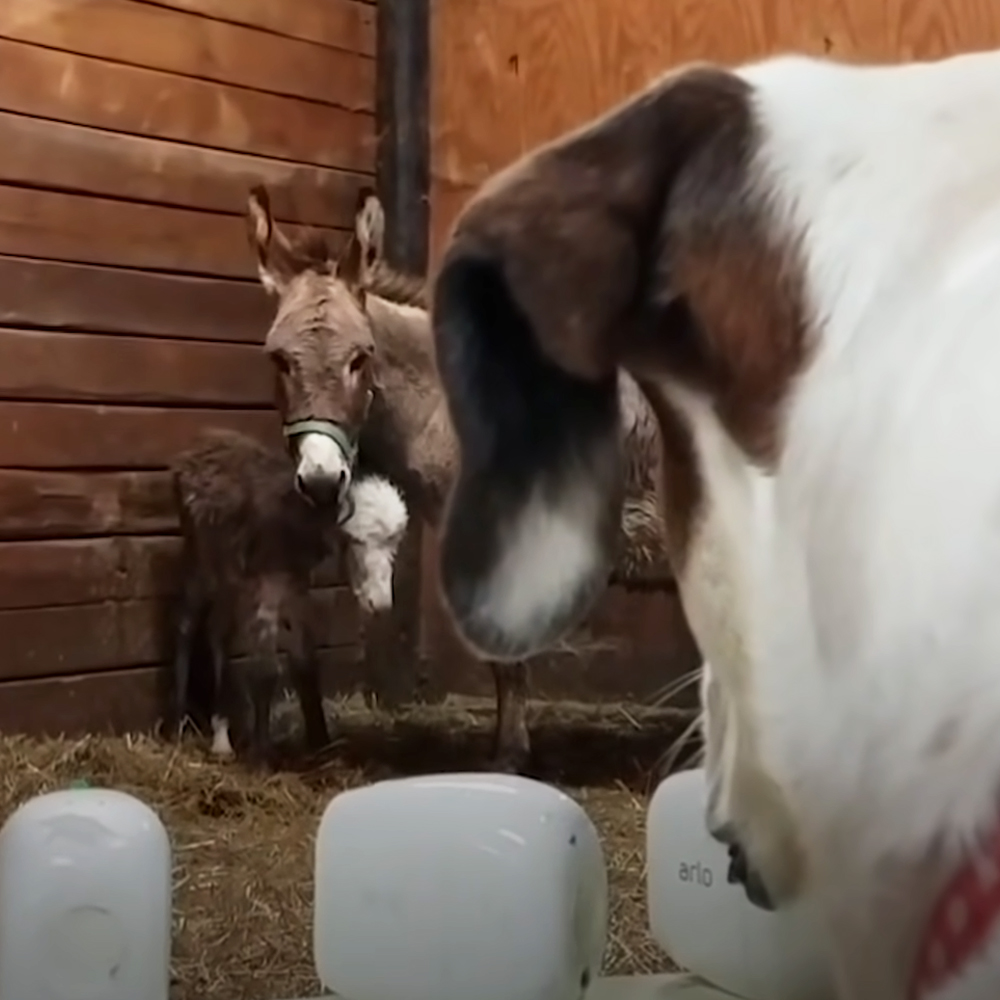 dog and baby donkey