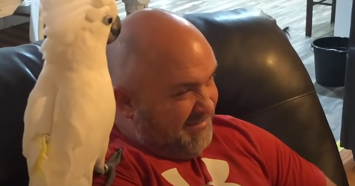 Cockatoo with human dad