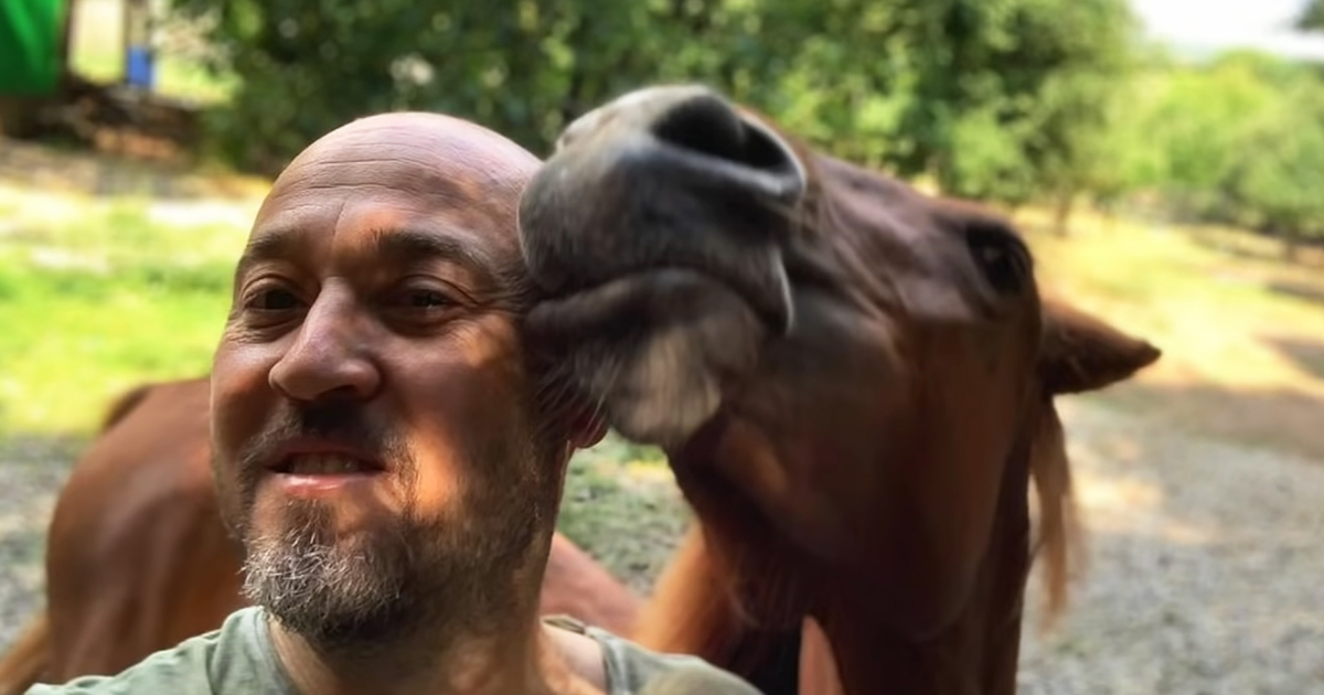 Horse with human dad