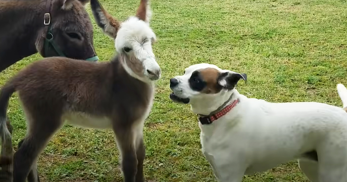 dog and baby donkey