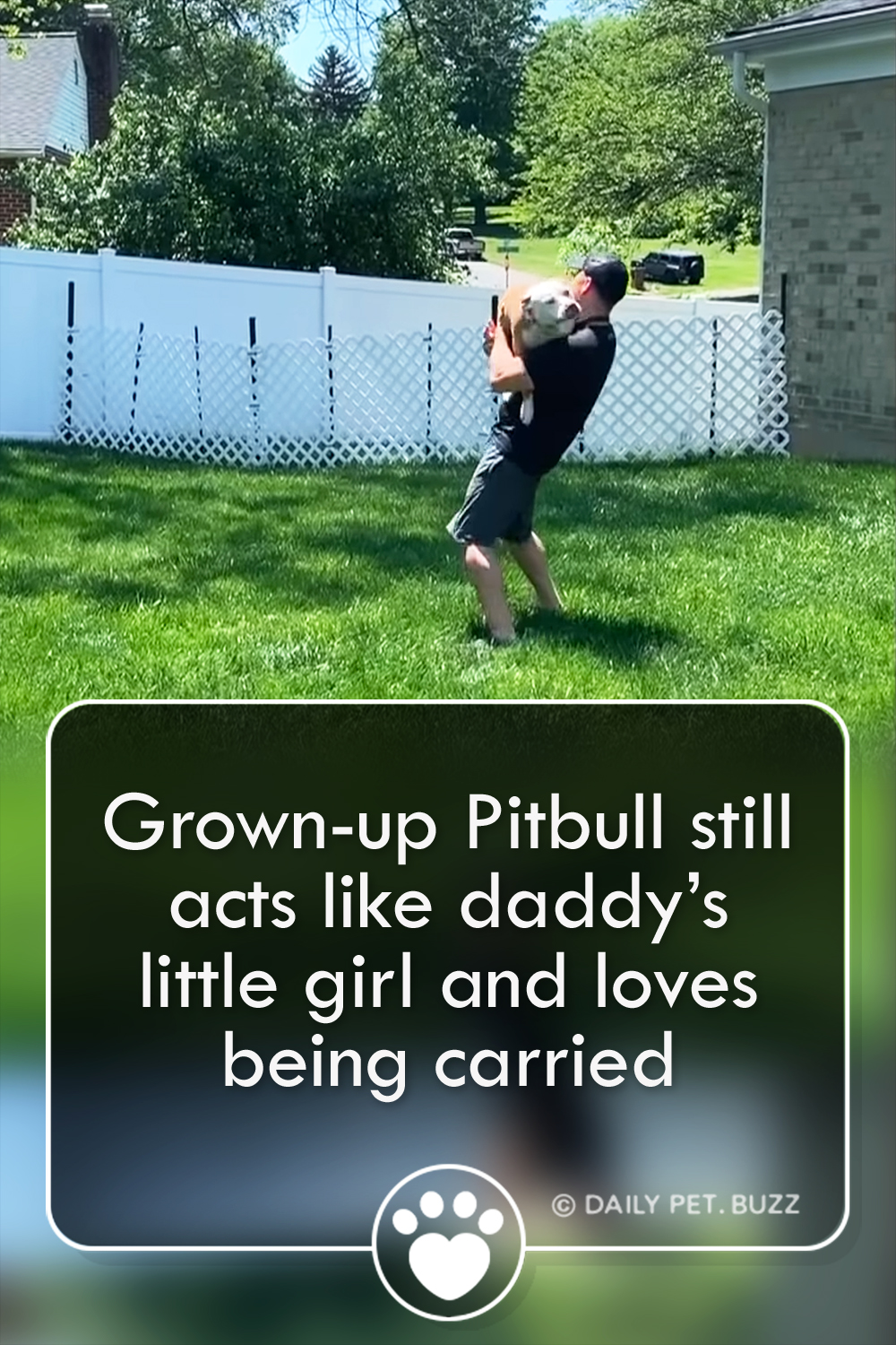 Grown-up Pitbull still acts like daddy’s little girl and loves being carried