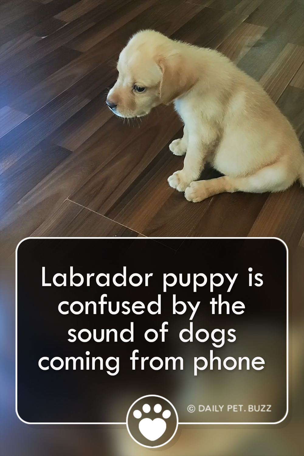 Labrador puppy is confused by the sound of dogs coming from phone