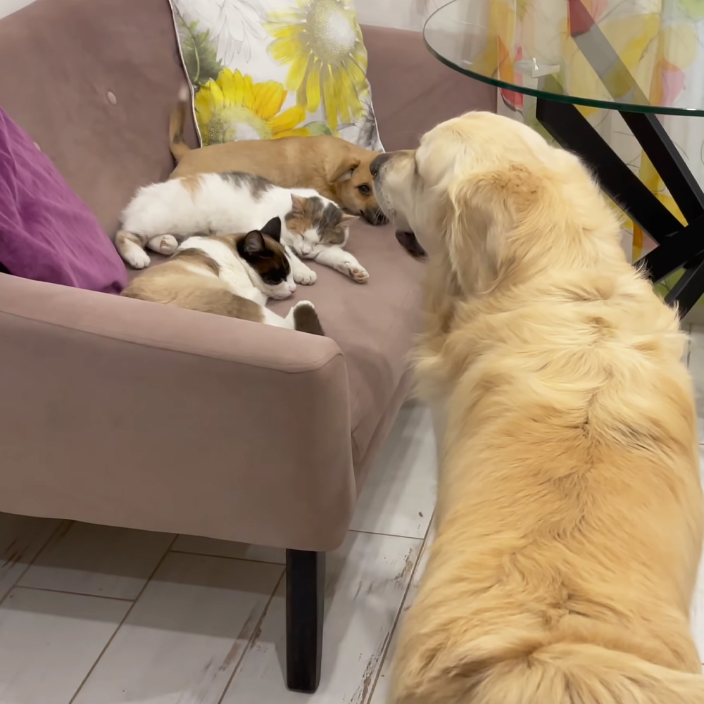 Golden Retriever , cats and adorable puppy