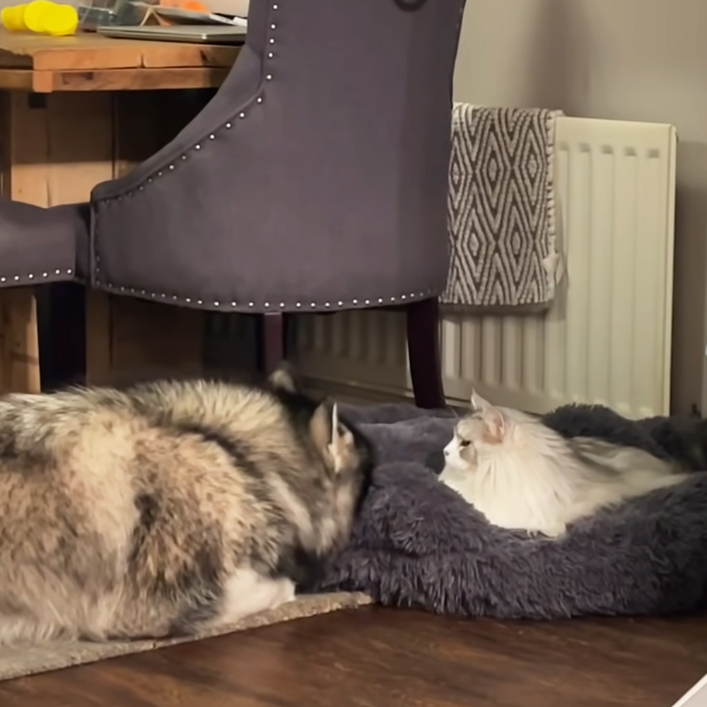 Cat steals Husky's bed