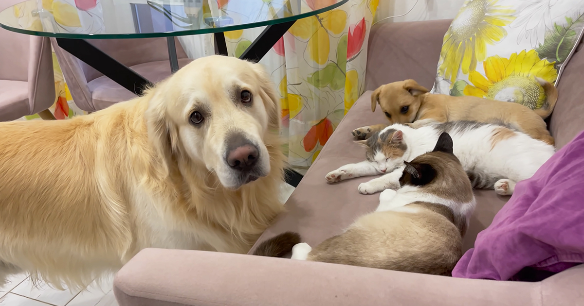 Golden Retriever , cats and adorable puppy