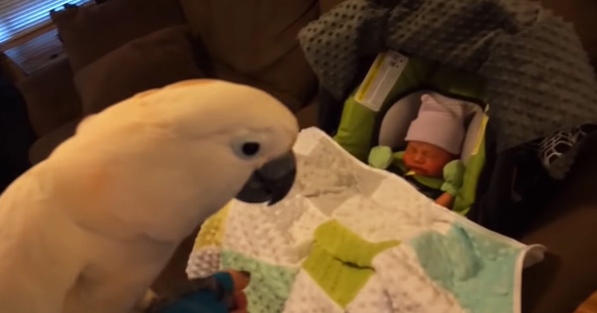 Cockatoo and baby