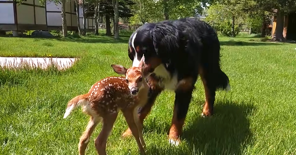 Dog and baby deer