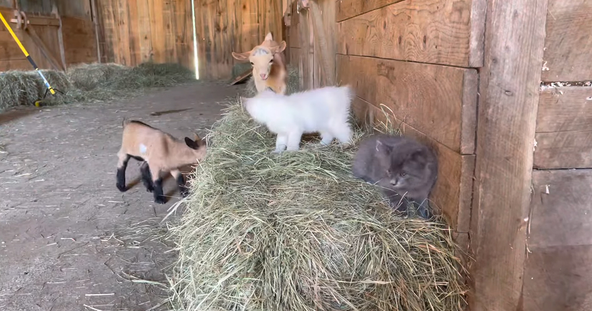 Kittens and baby goats