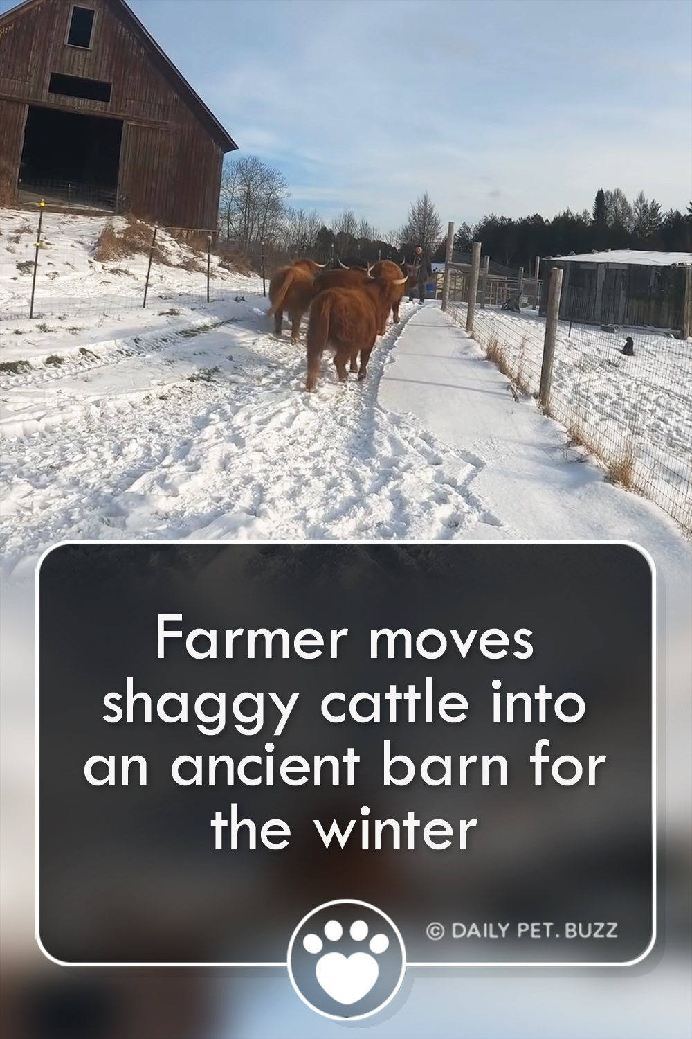 Farmer moves shaggy cattle into an ancient barn for the winter