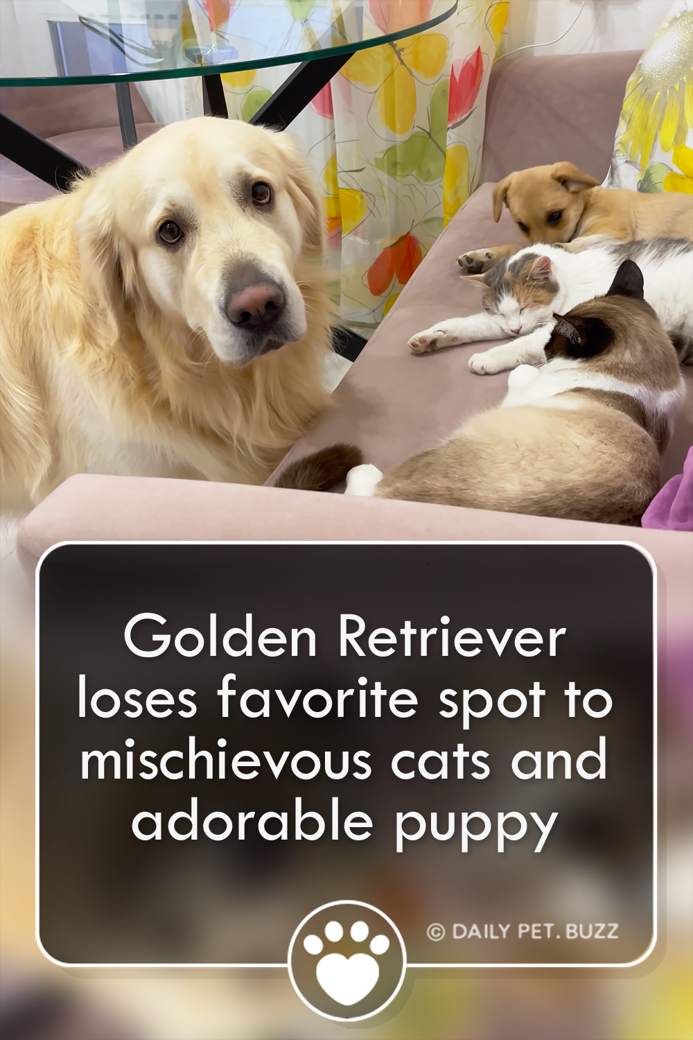 Golden Retriever loses favorite spot to mischievous cats and adorable puppy