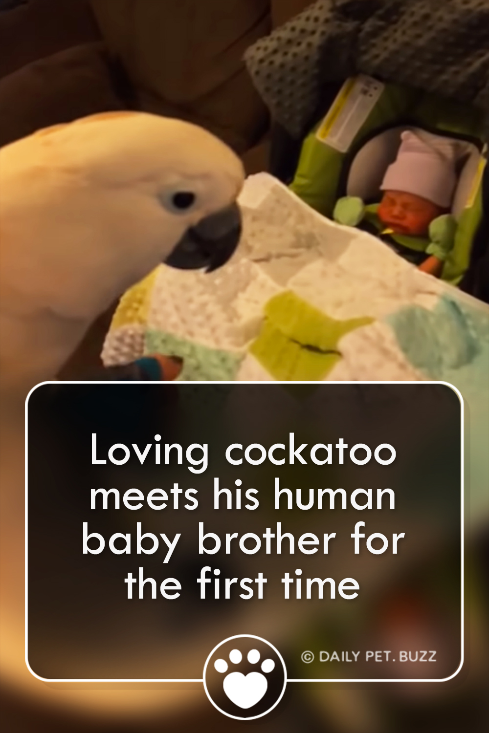 Loving cockatoo meets his human baby brother for the first time