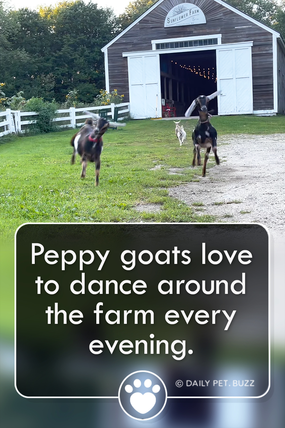 Peppy goats love to dance around the farm every evening.