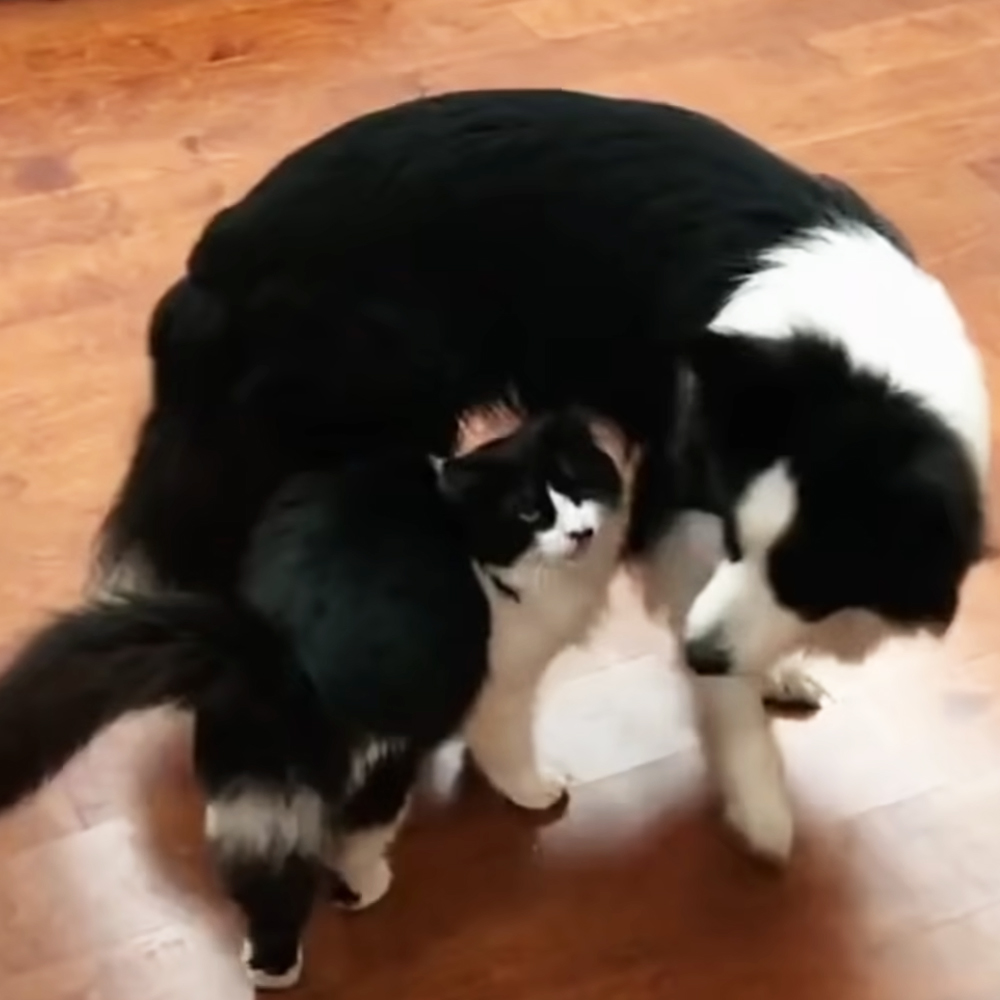 Cat and Border Collie